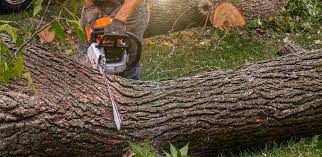 How Our Tree Care Process Works  in  Espy, PA