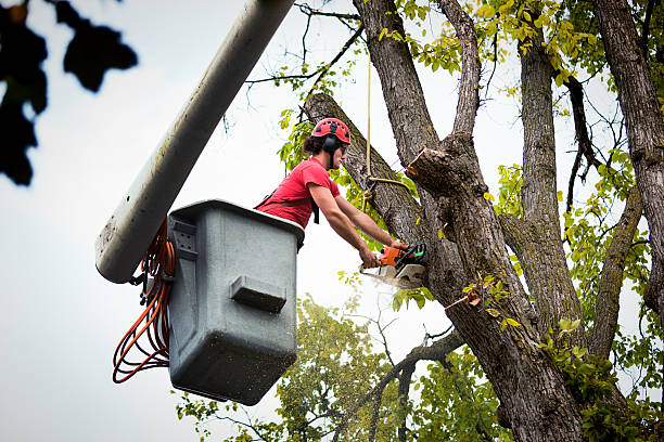 Best Leaf Removal  in Espy, PA